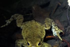 Crapaud commun bufo bufo
