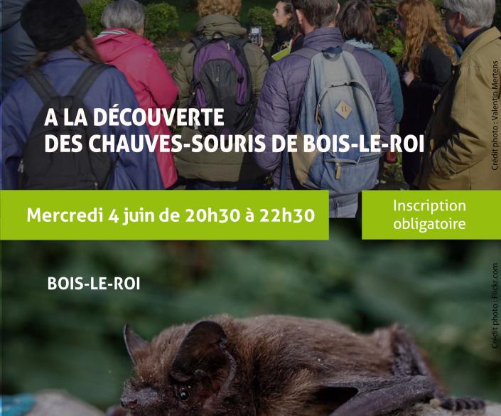 Chauves souris