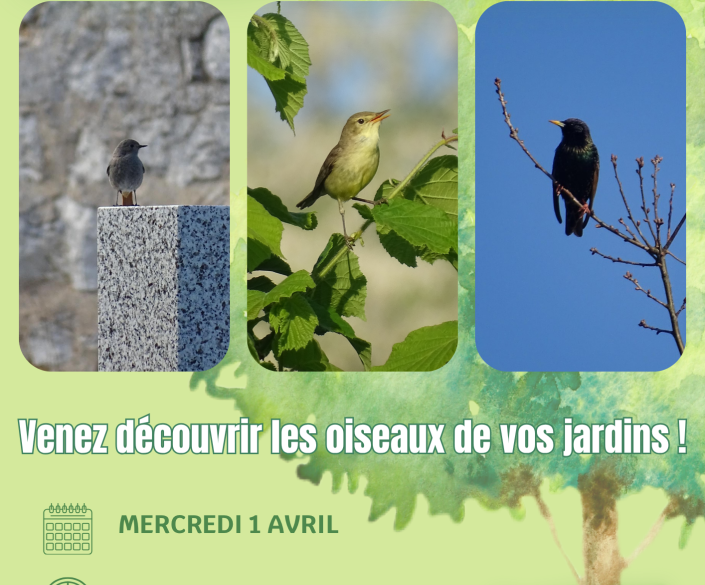 oiseaux jardins