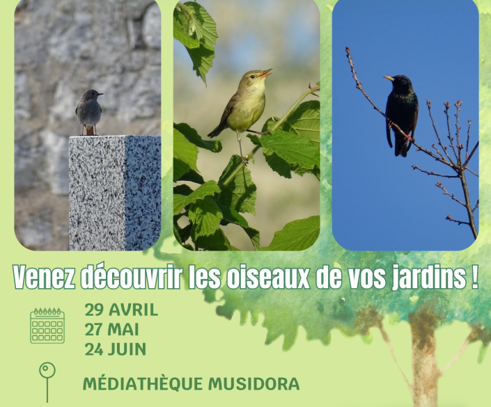Oiseaux jardins avril-juin 26