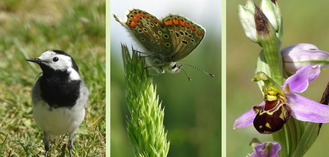 Expo biodiversité communale