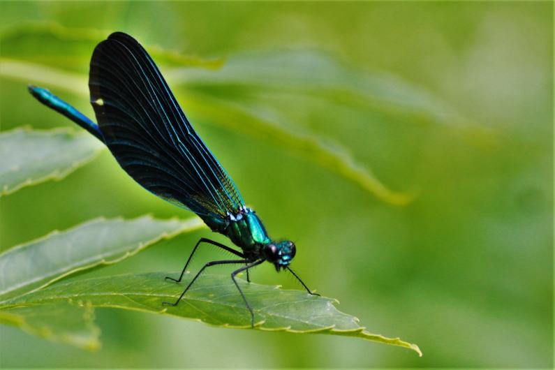 Caloptéryx vierge (Calopteryx virgo) mâle Caloptéryx vierge (Calopteryx virgo) mâle