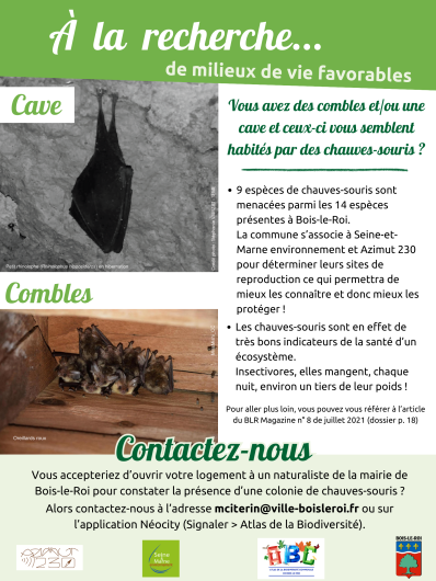 Chauve-souris Chauve-souris