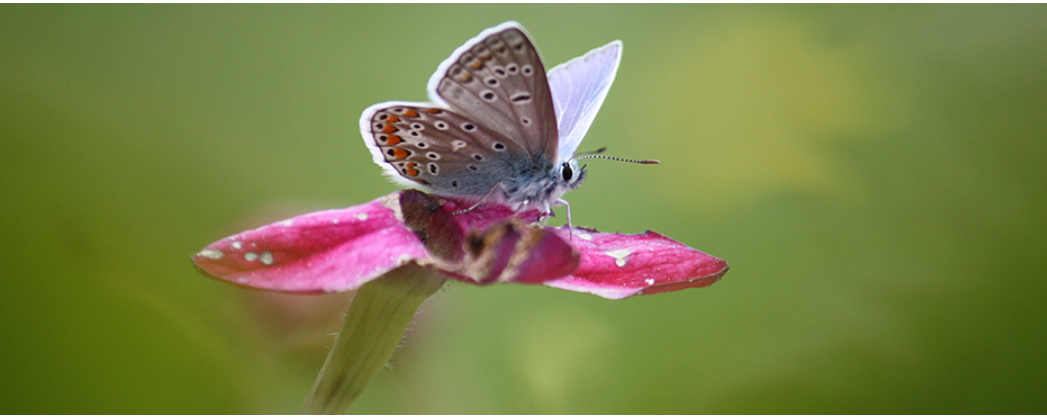 Papillon Papillon