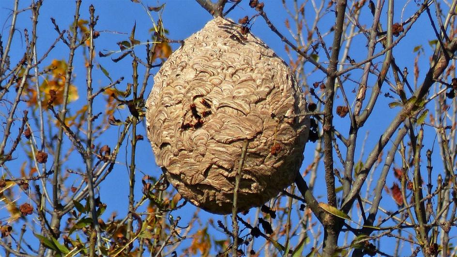 nid de frelons asiatiques nid de frelons asiatiques