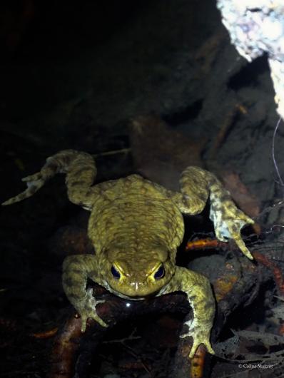 Crapaud commun bufo bufo
