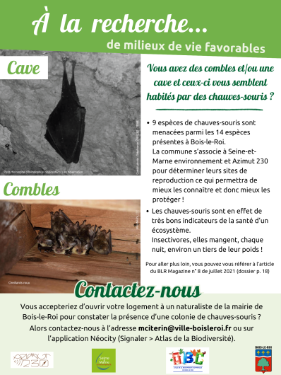 Chauve-souris