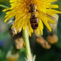 3 p'tits Pins abeille