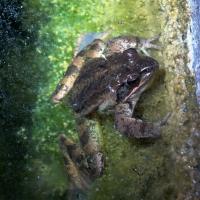 Grenouille agile rana dalmatina