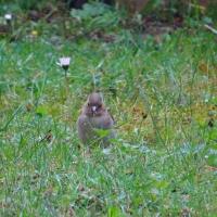  pinson_arbre_femelle