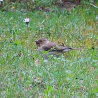  pinson_arbre_femelle 2