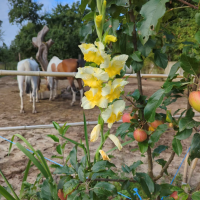 Potager - Mantes Bacotte