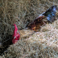 Poule - Mantes Bacotte