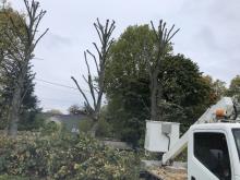 Élagage sécurisé avec véhicule nacelle