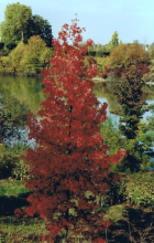 Les bords de Seine