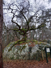 Marche en forêt au Rocher Canon du 12 février 2025