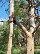  Marche en forêt 20 septembre 2024
