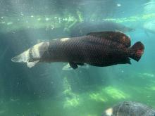 ZOO DE BEAUVAL DU 18 AU 20 JUIN 2026