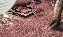 ZOO DE BEAUVAL DU 18 AU 20 JUIN 2026