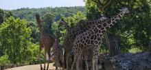 ZOO DE BEAUVAL DU 18 AU 20 JUIN 2026