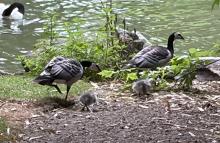 ZOO DE BEAUVAL DU 18 AU 20 JUIN 2026