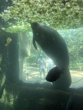 ZOO DE BEAUVAL DU 18 AU 20 JUIN 2026