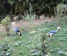 ZOO DE BEAUVAL DU 18 AU 20 JUIN 2026