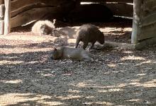 ZOO DE BEAUVAL DU 18 AU 20 JUIN 2026