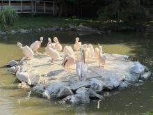 ZOO DE BEAUVAL DU 18 AU 20 JUIN 2026