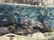 ZOO DE BEAUVAL DU 18 AU 20 JUIN 2026