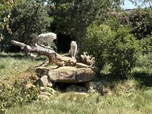 ZOO DE BEAUVAL DU 18 AU 20 JUIN 2026