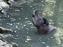 ZOO DE BEAUVAL DU 18 AU 20 JUIN 2026