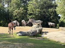 ZOO DE BEAUVAL DU 18 AU 20 JUIN 2026