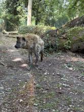 ZOO DE BEAUVAL DU 18 AU 20 JUIN 2026