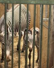 ZOO DE BEAUVAL DU 18 AU 20 JUIN 2026
