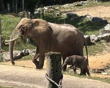 ZOO DE BEAUVAL DU 18 AU 20 JUIN 2026