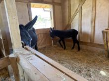 ZOO DE BEAUVAL DU 18 AU 20 JUIN 2026