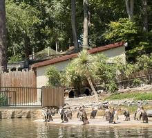 ZOO DE BEAUVAL DU 18 AU 20 JUIN 2026