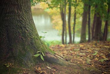 tronc d&#039;arbre