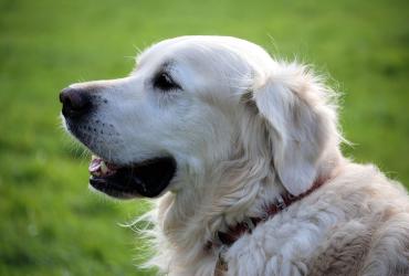 chien 