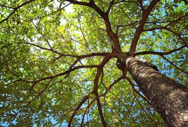 Arbres remarquables