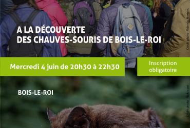 Chauves souris