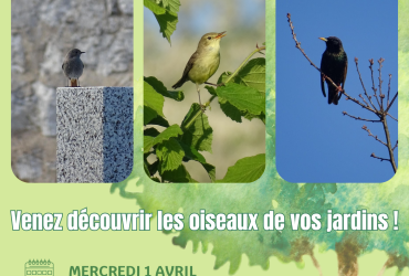 oiseaux jardins