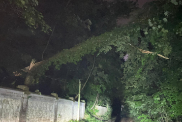 Arbre couché suite aux orages